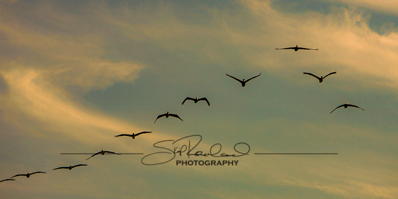 Read more about the article Pelicans
