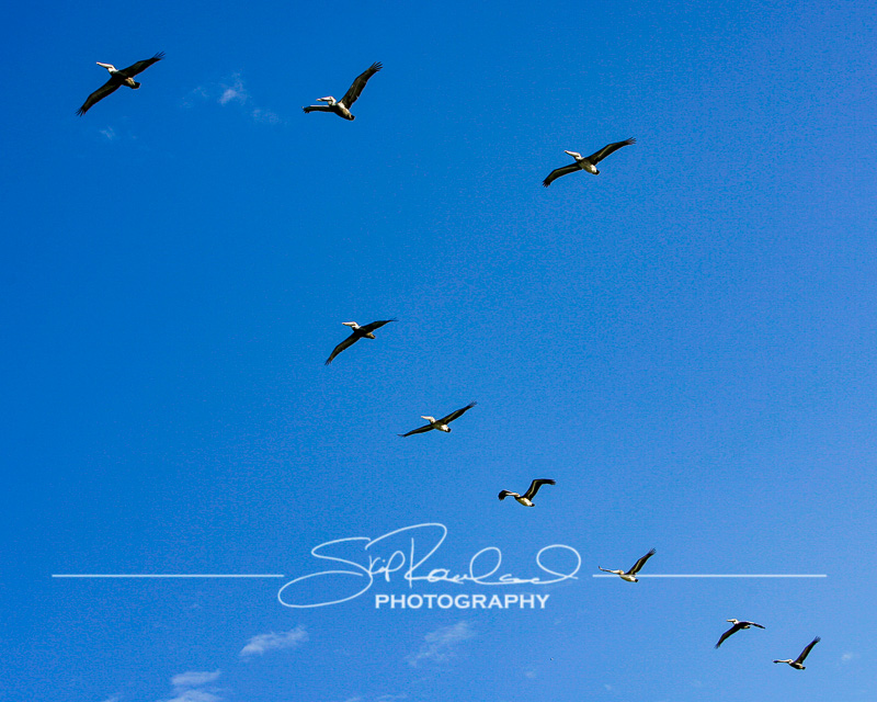 Pelicans #18362