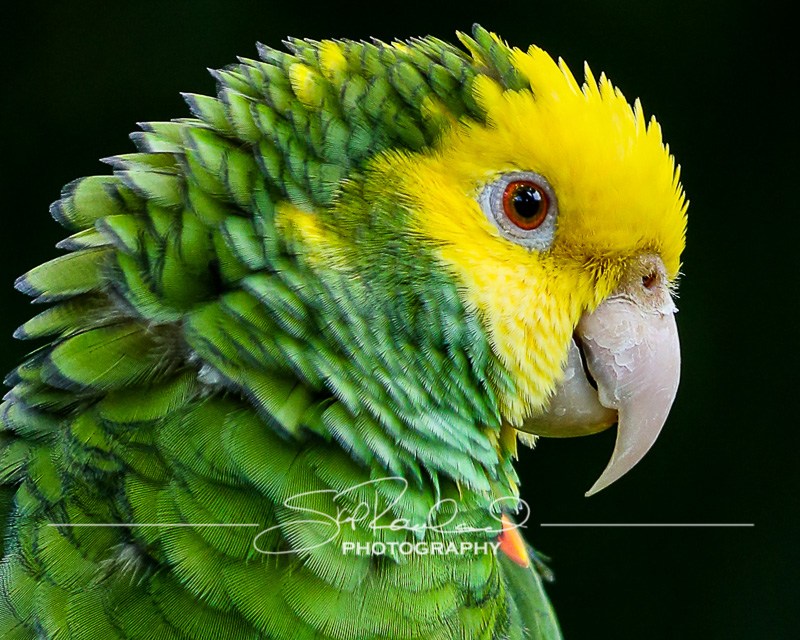 Explorations – the Best of 2017 #100272