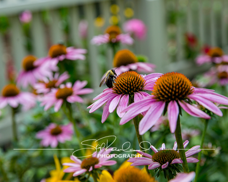 Lumine – the Best of 2018 #98774