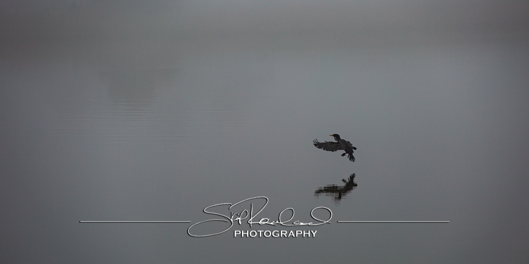 Foggy Morning on Collington Island – February 2020 #15259