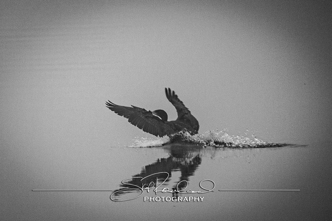 Foggy Morning on Collington Island – February 2020 #15260