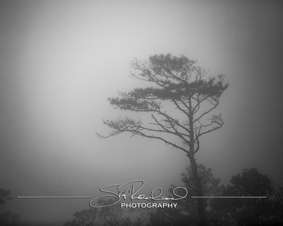 Foggy Morning on Collington Island – February 2020 #15263