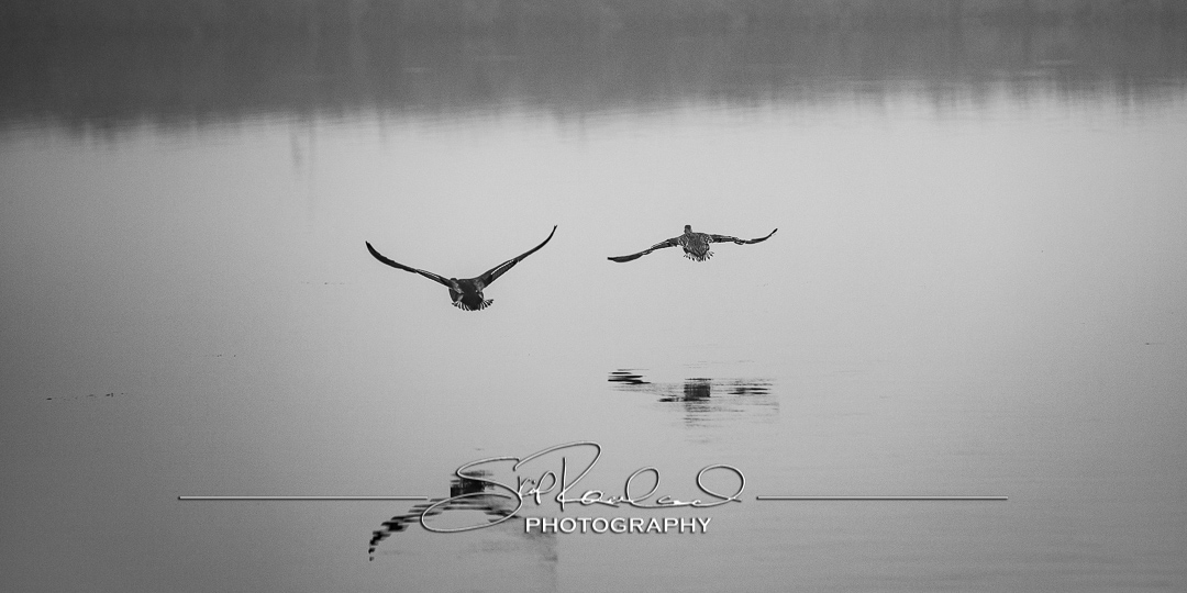 Foggy Morning on Collington Island - February 2020 #15264