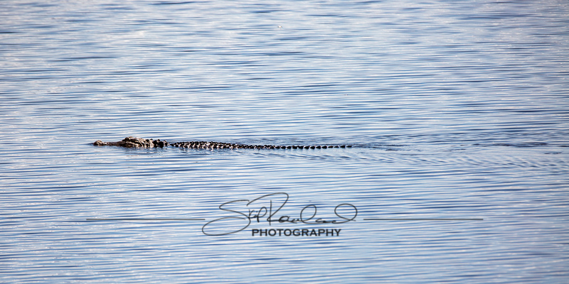 Lake Okeechobee #10562