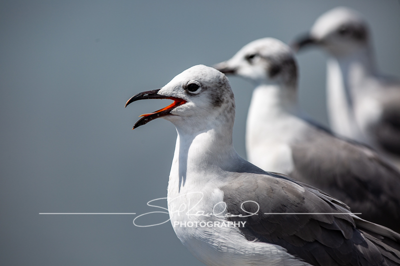 Lake Okeechobee #10564