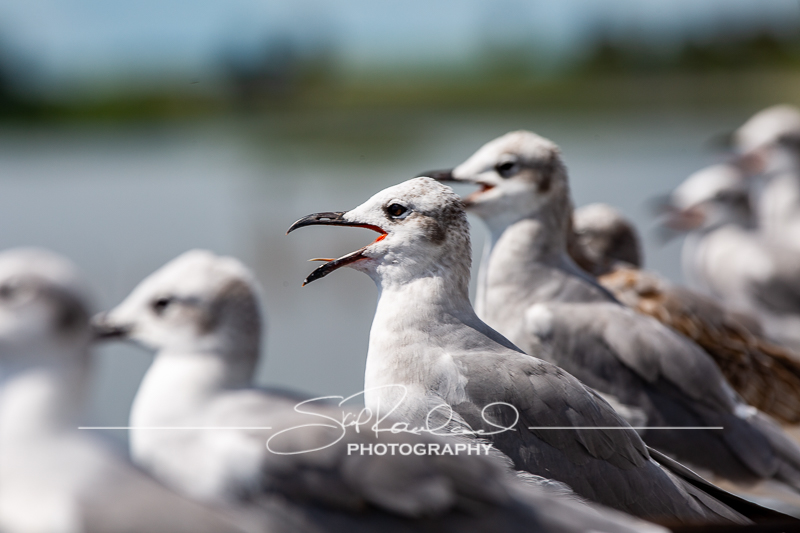 Lake Okeechobee #10565