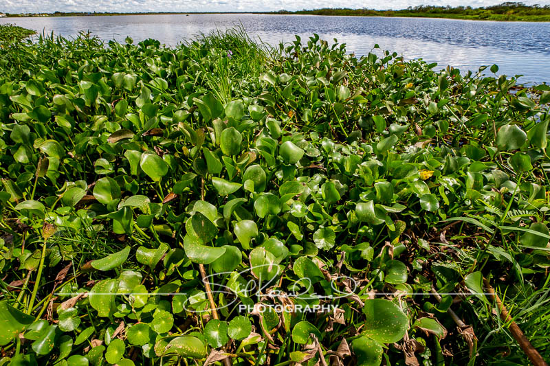 Lake Okeechobee #10566