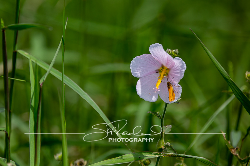 Lake Okeechobee #10567