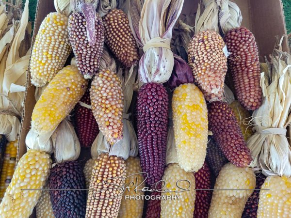 Berrys Produce Rt 301 Hanover #14630