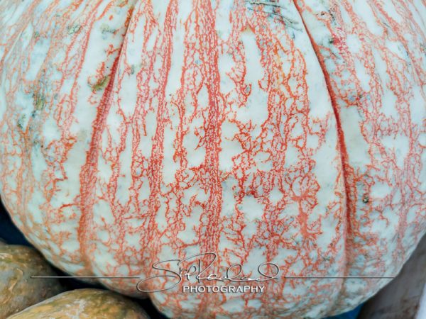 Berrys Produce Rt 301 Hanover #14640