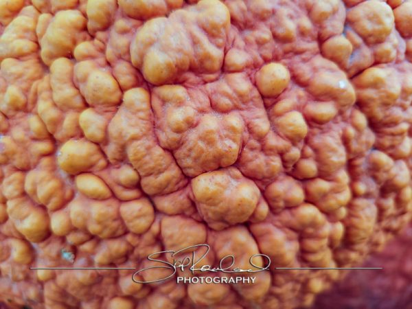 Berrys Produce Rt 301 Hanover #14641