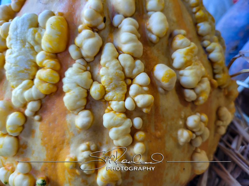 Berrys Produce Rt 301 Hanover #14644