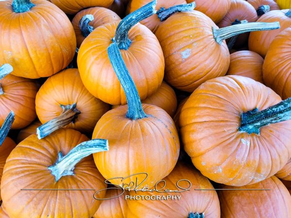 Pole Green Produce Hanover #18021