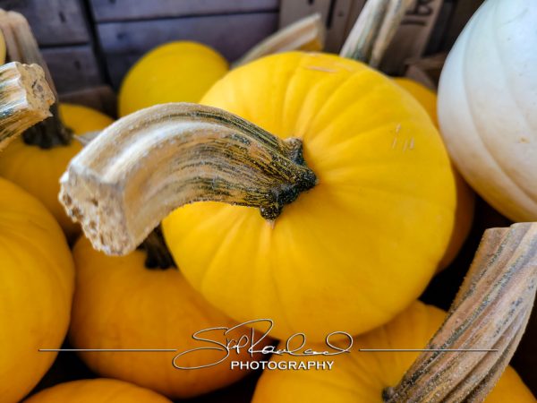 Pole Green Produce Hanover #18028