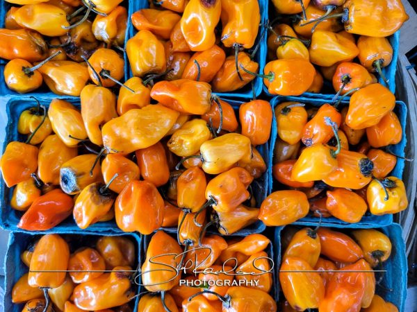 Pole Green Produce Hanover #18048