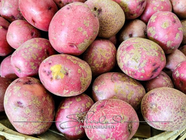 Pole Green Produce Hanover #18049