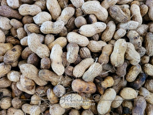 Pole Green Produce Hanover #18055