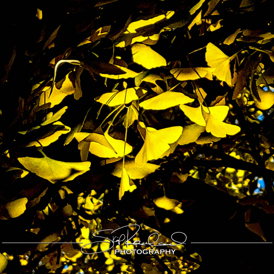 W&M Travis House #9742