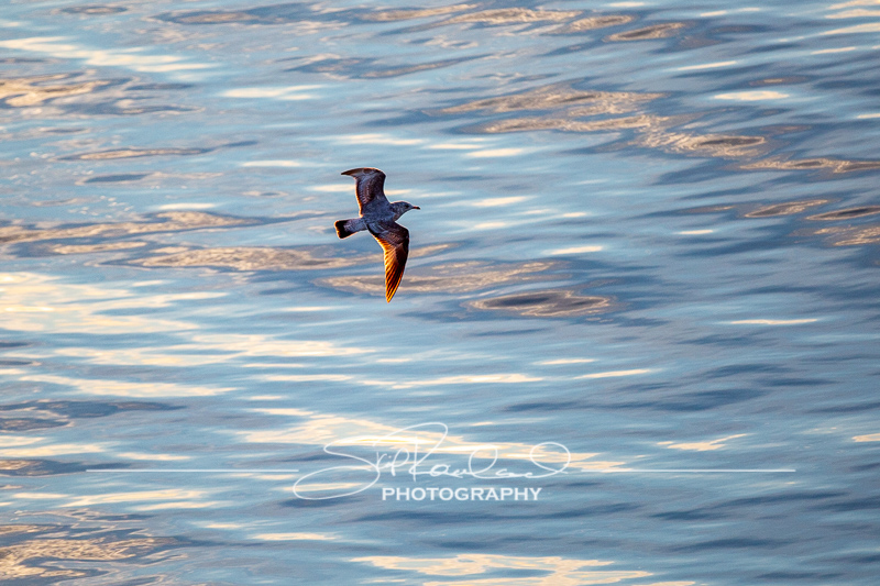 Sunrise at Kure Beach Pier – November 2021 #9894