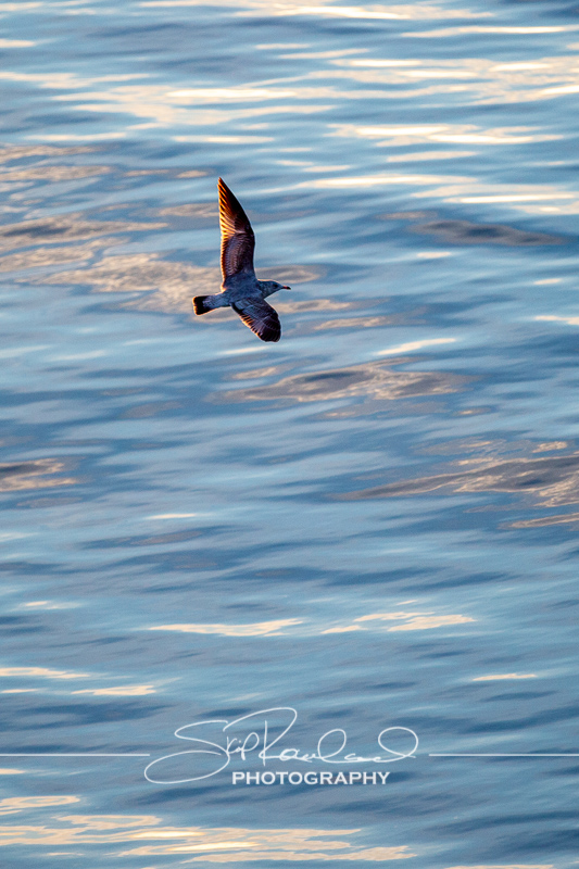 Sunrise at Kure Beach Pier – November 2021 #9895