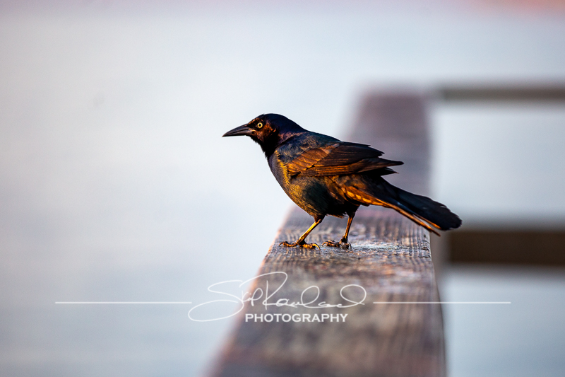Sunrise at Kure Beach Pier – November 2021 #9896