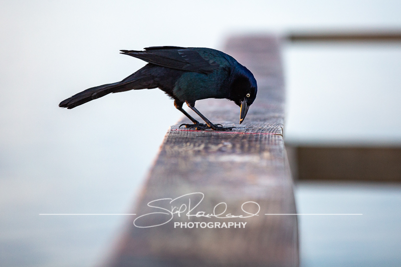 Sunrise at Kure Beach Pier – November 2021 #9897