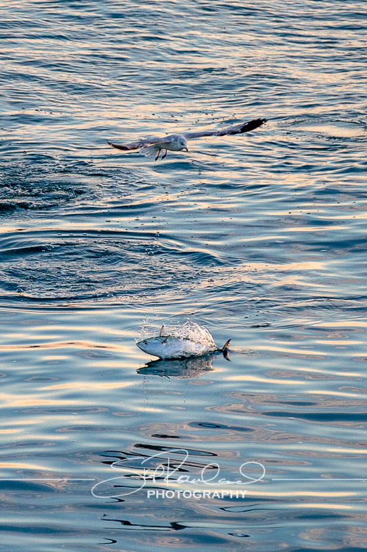 Sunrise at Kure Beach Pier – November 2021 #9899