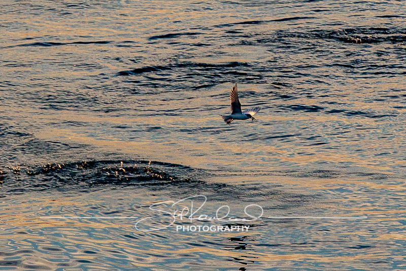 Sunrise at Kure Beach Pier – November 2021 #9900