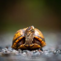 Keep on Rising – the Best of 2022 #97023