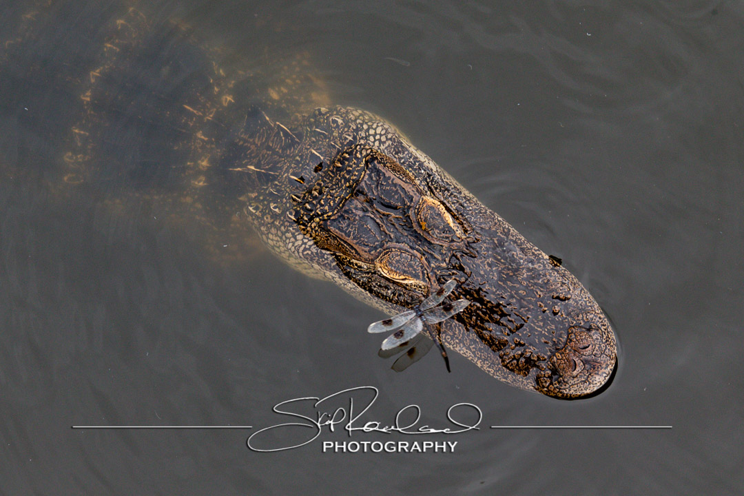 Keep on Rising – the Best of 2022 #20305