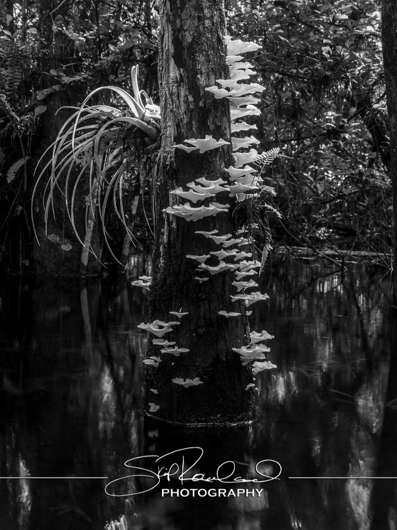 Read more about the article scouting trip florida