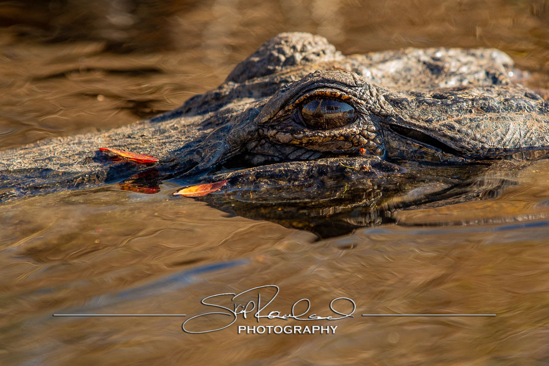 Shining On – the Best of 2023 #197963