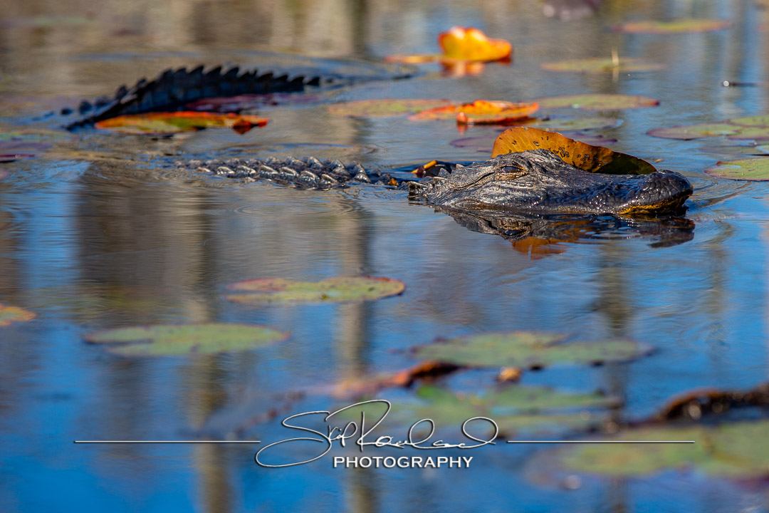 Shining On – the Best of 2023 #197964