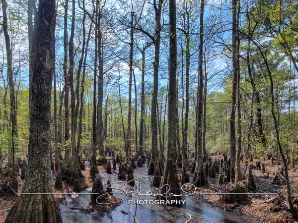 Shining On – the Best of 2023 #197985