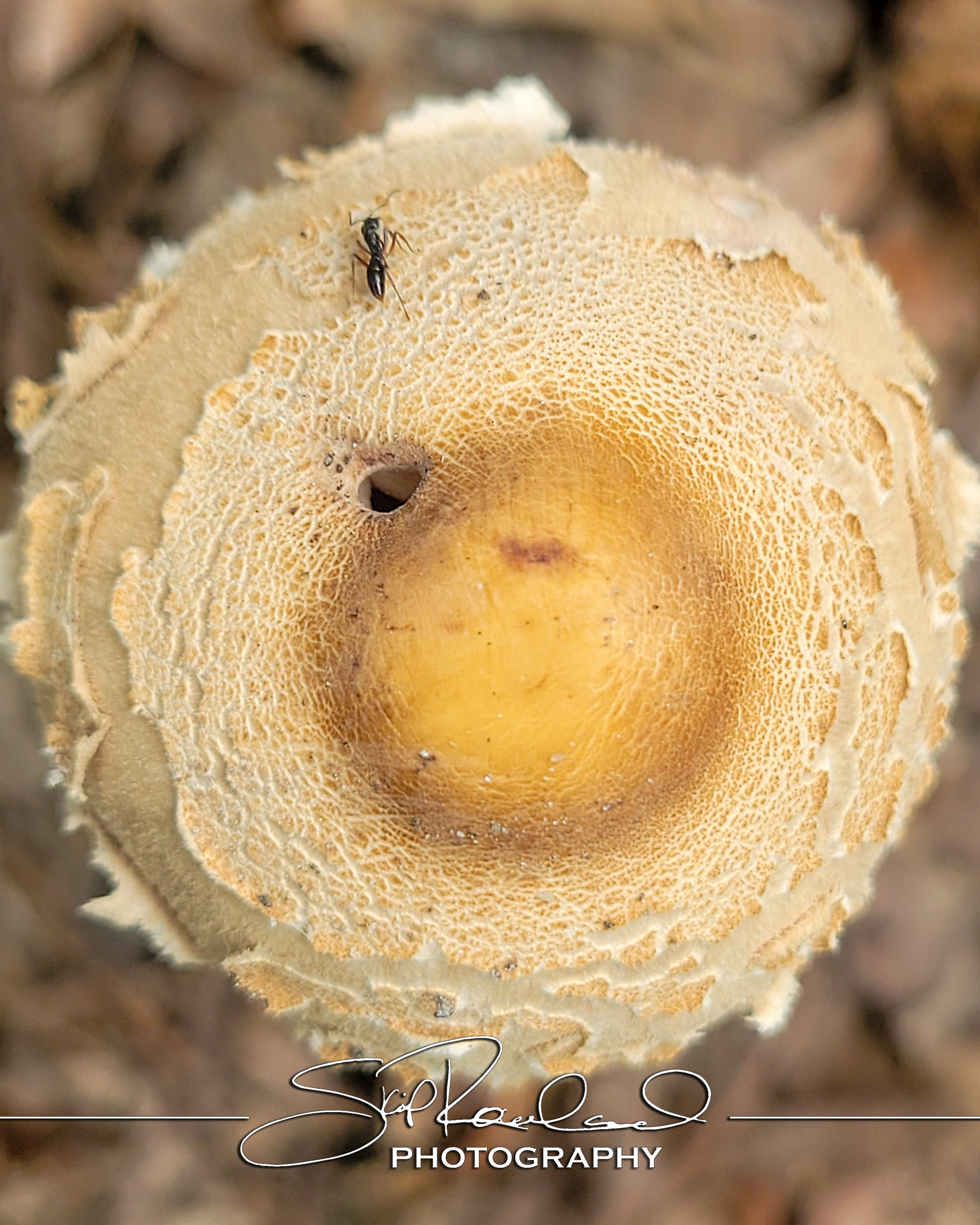 Reconstruction – the Best of 2025 #229254